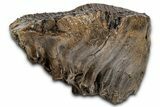 Fossil Elderly Woolly Mammoth Upper M Molar - Poland #337199-7